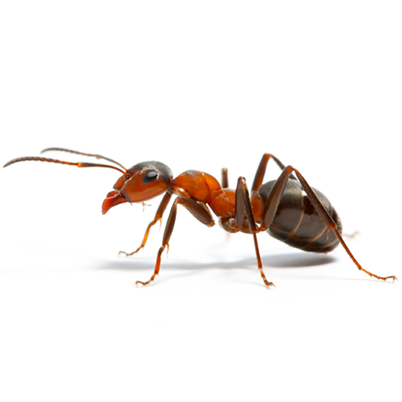 Dethlac Ant Killer